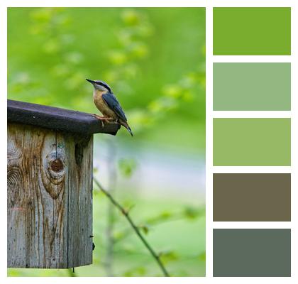 Bird House Woodpecker Great Tit The Eurasian Nuthatch Image